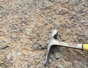 202002171581909883786847.png 铭家殿堂-与何钧一起“勘探“化石文化721.png