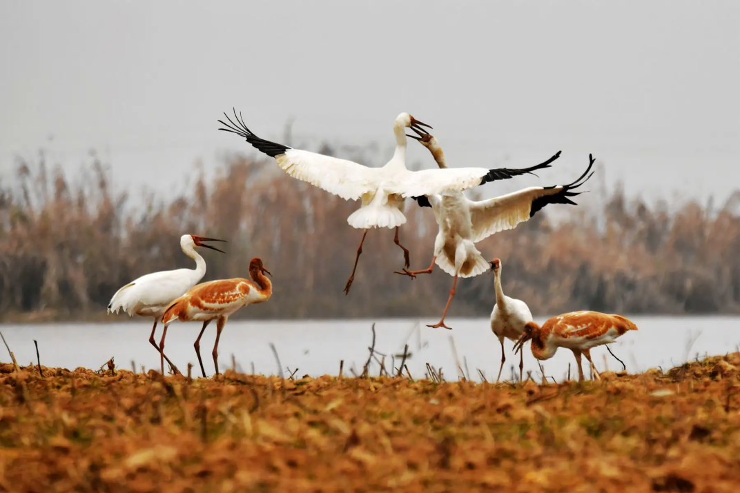 202403191710835923114094.png 图片1.png